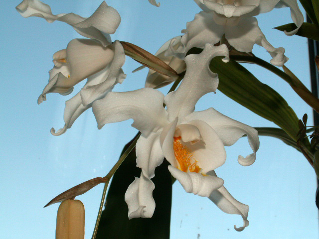 blomma