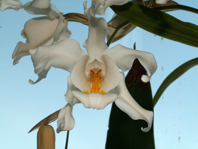 blomma