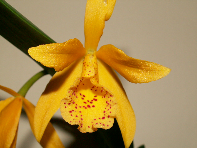 blomma