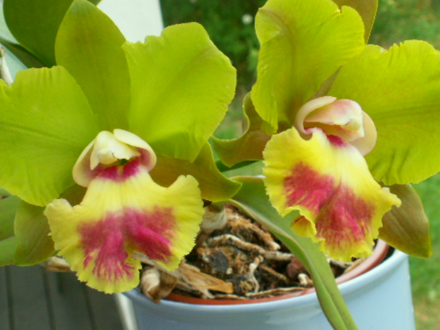 blomma