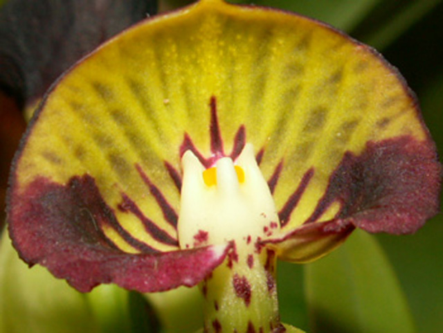 blomma