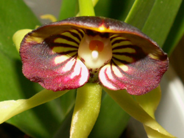 blomma