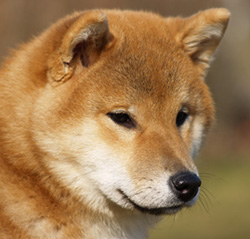Etsuo