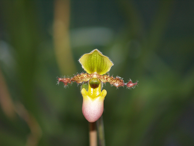 blomma