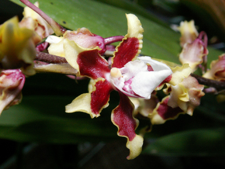blomma