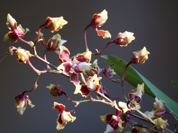 blomma