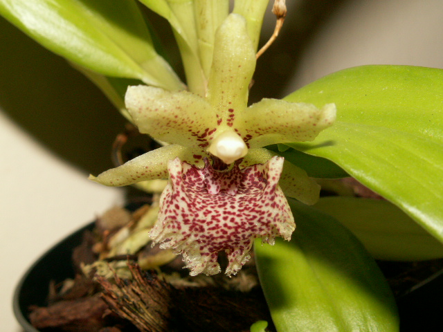 blomma